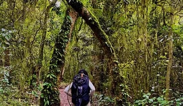 Kilimanjaro: Mandara Hut Rainforest Hike with Maundi Crater View, photo 4