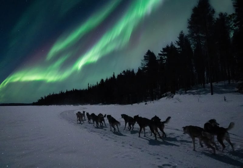 Husky Ride and Northern Lights Evening Experience in Rovaniemi, photo 4