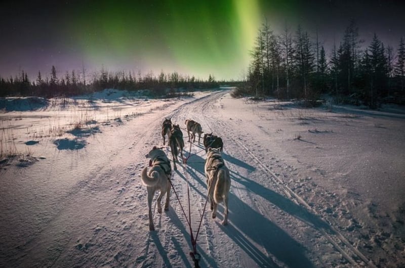 Husky Ride and Northern Lights Evening Experience in Rovaniemi gallery 6