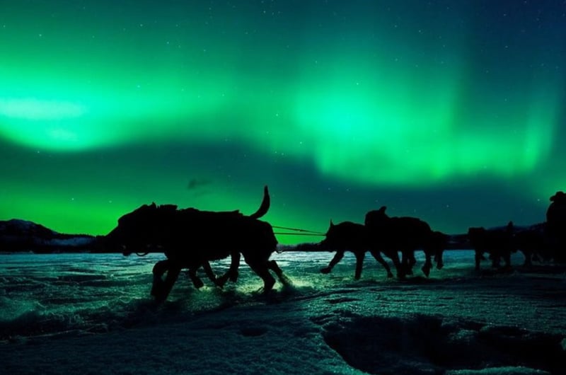 Husky Ride and Northern Lights Evening Experience in Rovaniemi gallery 7