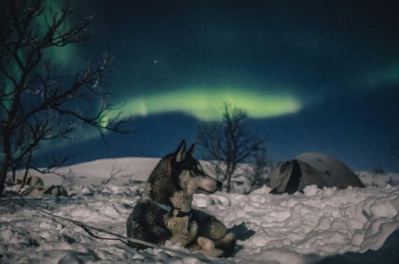 Husky Ride and Northern Lights Evening Experience in Rovaniemi gallery 8