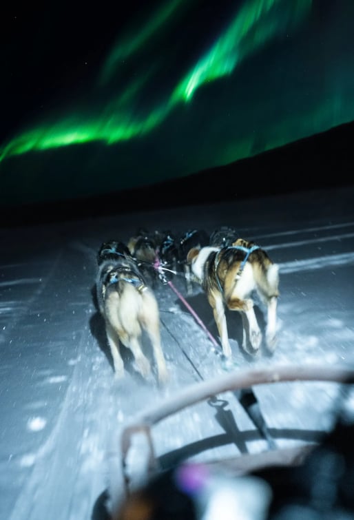 Husky Ride and Northern Lights Evening Experience in Rovaniemi, photo 3