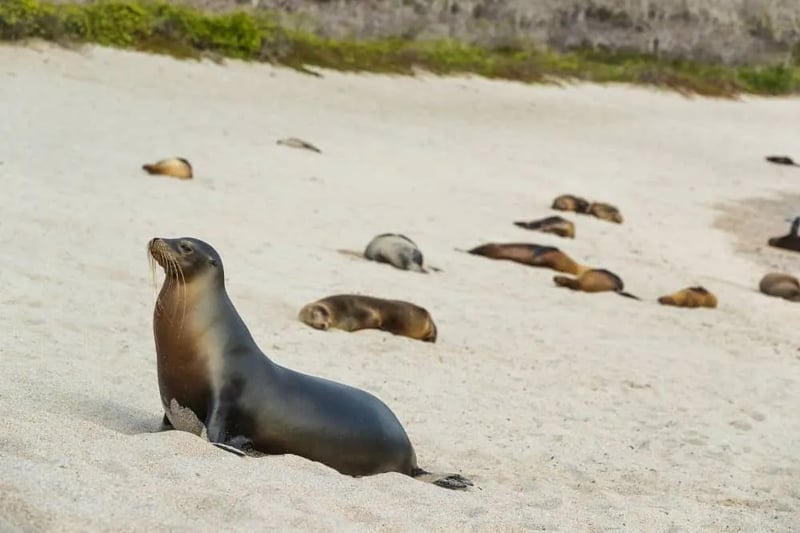 7-Day Galapagos Diving Tour, photo 5