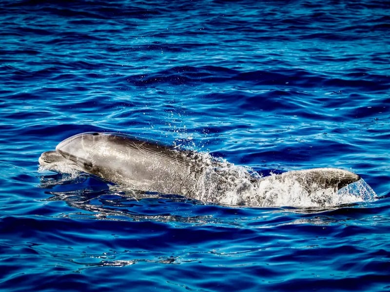 Dolphin Watching Boat Tour in Can Picafort, photo 5