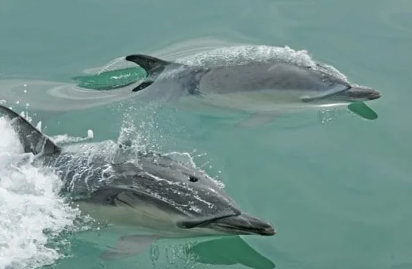 Lands End Boat Trip Experience in Penzance, Cornwall, photo 5