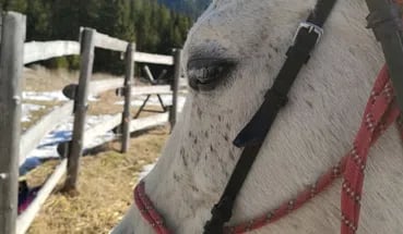 The Ultimate Private Balkan Horse Riding Experience, photo 4