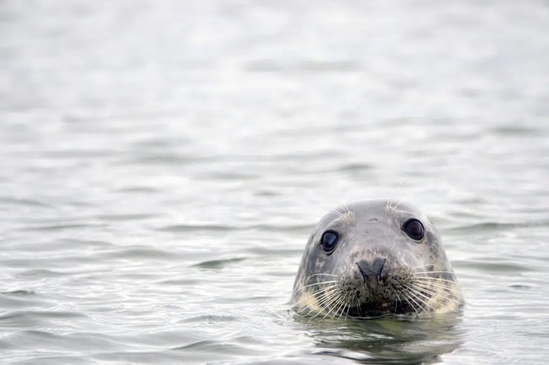 2 Hour E-Foil Experience on Walney Island, photo 4
