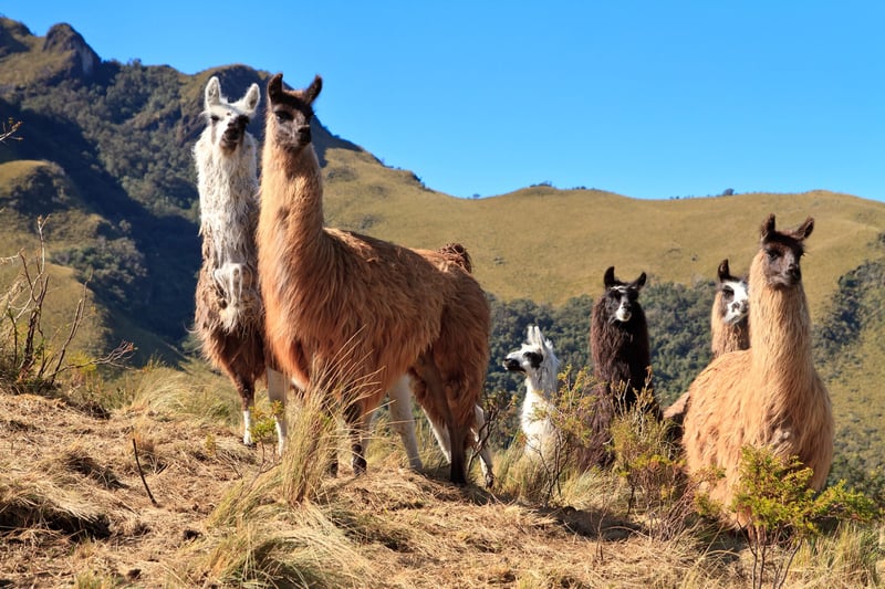 Pasochoa Ascent in the Ecuadorian Andes, photo 3