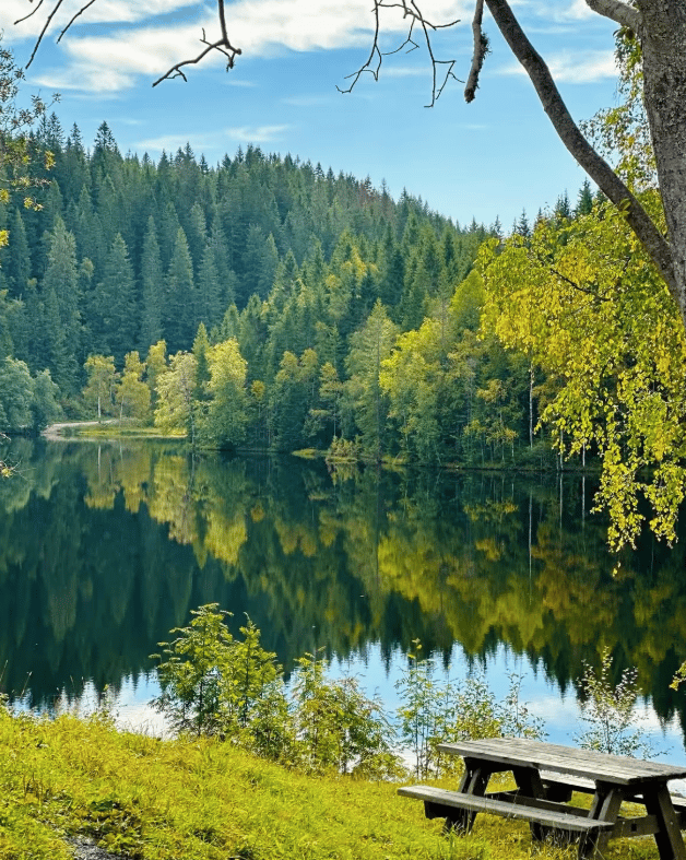 Oslo Forest Hiking Adventure with Pastries and Lake Swim gallery 7