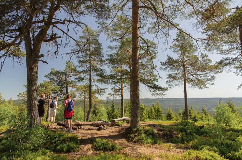 Nordmarka Wildlife Hiking Adventure in Oslo gallery 3