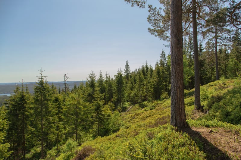 Nordmarka Wildlife Hiking Adventure in Oslo gallery 4