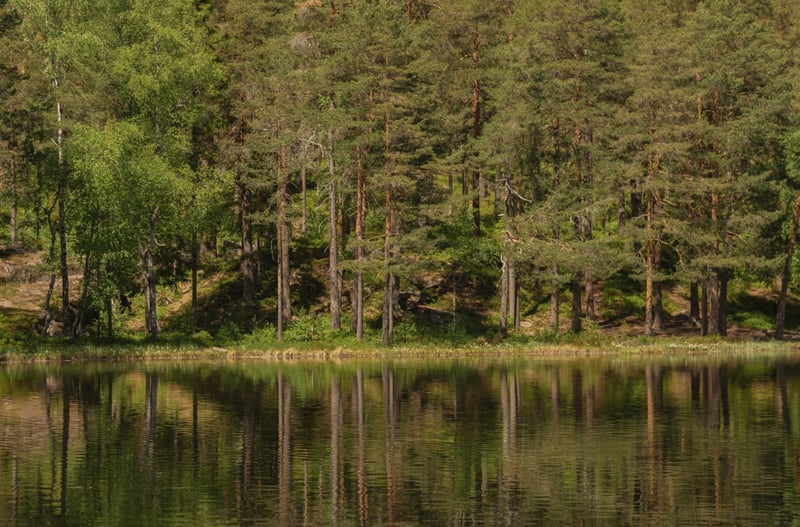 Oslo Lake Walking Adventure and Campfire Experience gallery 2