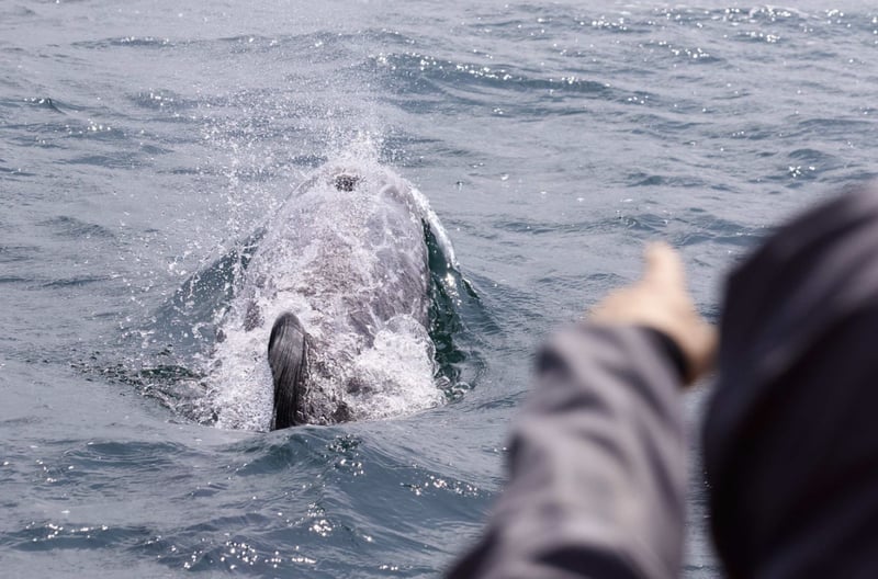 Rounding Cornwall Boat Trip Experience in Penzance and Hayle, photo 3