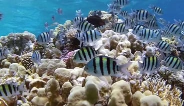 Intro Diving and Snorkelling Day Trip in Sharm El Sheikh, photo 4