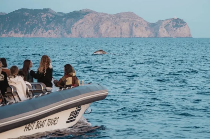Dolphin Watching Speedboat Adventure in Alcudia, photo 2