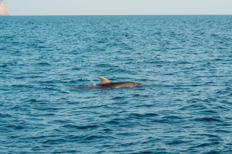 Dolphin Watching Speedboat Adventure in Alcudia, photo 3