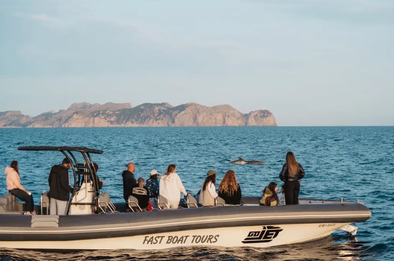 Dolphin Watching Speedboat Adventure in Alcudia, photo 4