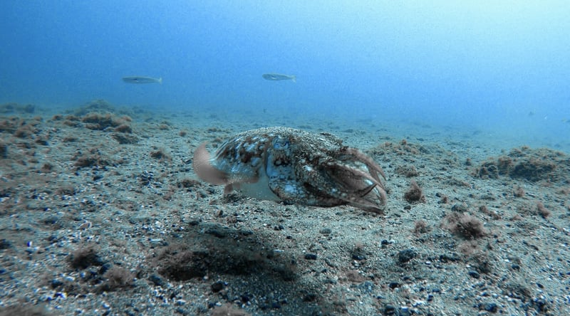 Snorkelling in Tenerife with Rays and Marine Life, photo 3