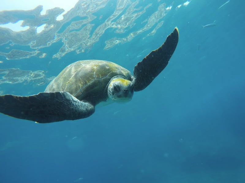 Tenerife Kayak and Turtle Snorkelling Tour, photo 4