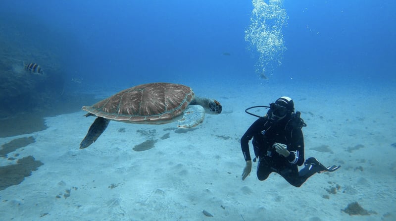 PADI Scuba Diver Course in Tenerife, photo 2