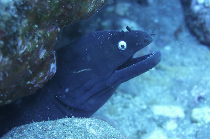 PADI Sidemount Diver Course in Tenerife, photo 3