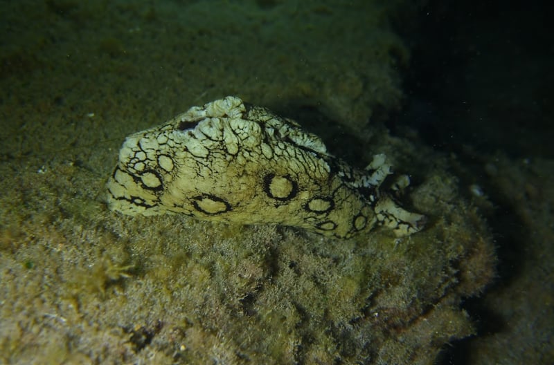 PADI Night Diver Course in Tenerife, photo 4