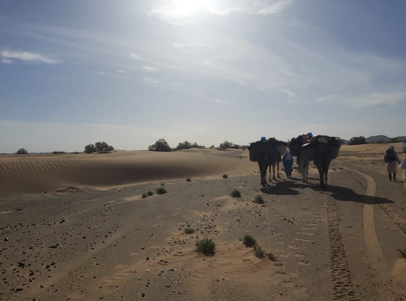 Desert Camel Trekking from Marrakech to Erg Ezzahar, photo 2