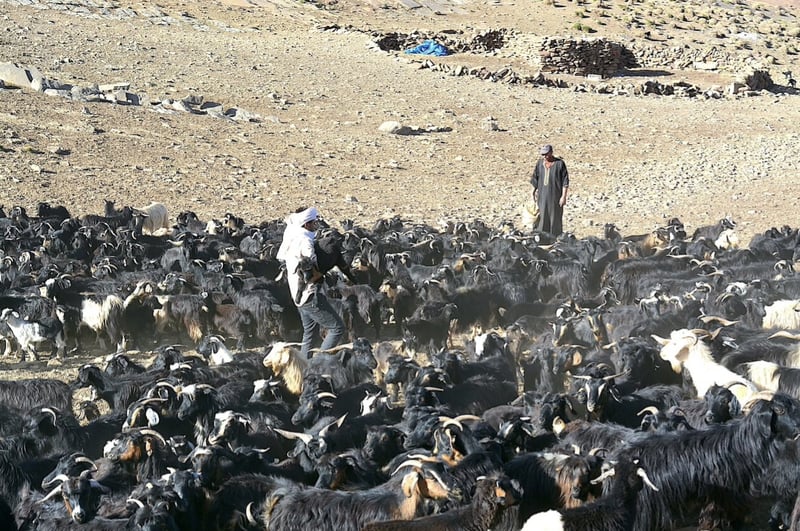 Walking with Berber Nomads from Marrakech, photo 5