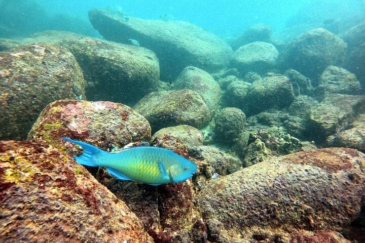 Scuba Diving in Hikkaduwa: Guided Reef and Wreck Dive, photo 4