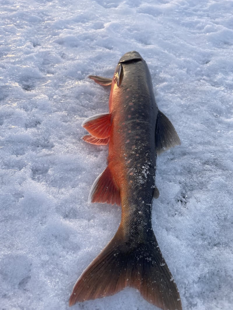 Arctic Ice Fishing in Kiruna, photo 2