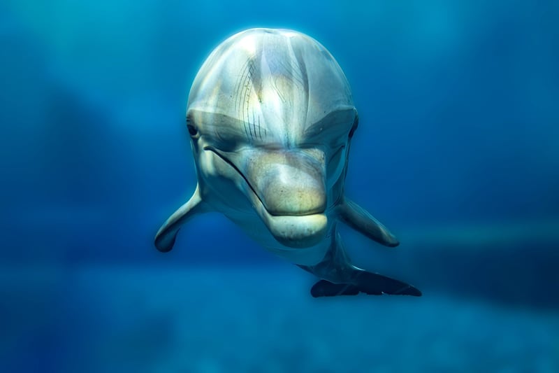 Dolphin House Snorkelling Boat Trip Hurghada, photo 3