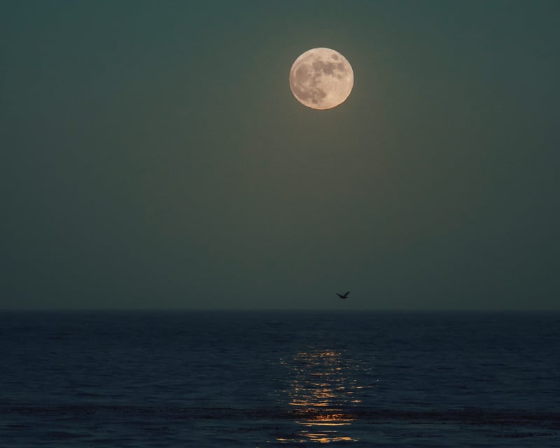 2.5-Hour Full Moon Night Sail in Sotogrande, photo 4