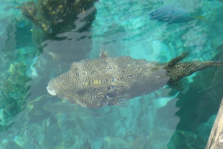 Blue Lagoon Snorkelling with Private Boat, Guide and Transfer, photo 4