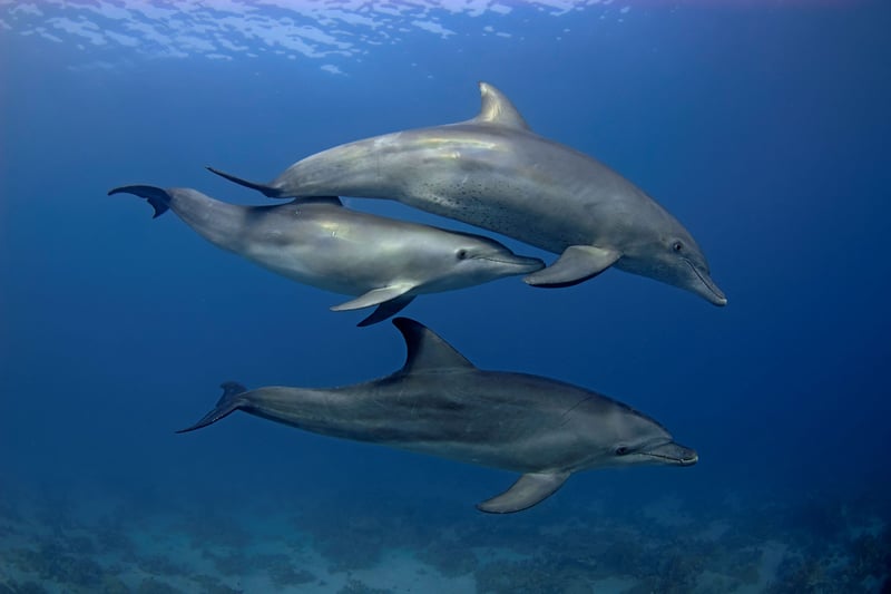 Sataya Reef Dolphin House Marsa Alam Snorkelling Tour, photo 4