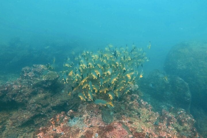 Scuba Diving in Hikkaduwa: Guided Reef and Wreck Dive, photo 2