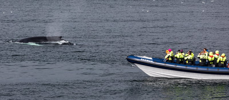 RIB Whale Expedition in Reykjavik, photo 3