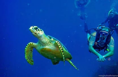 Kusadası Scuba Diving Experience with Professional Instructor, photo 2