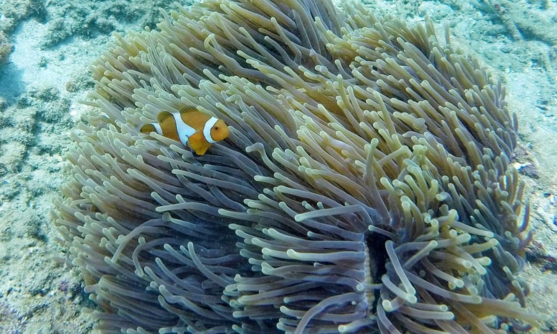 Blue Lagoon Snorkelling and Hidden Canyon Adventure, photo 5