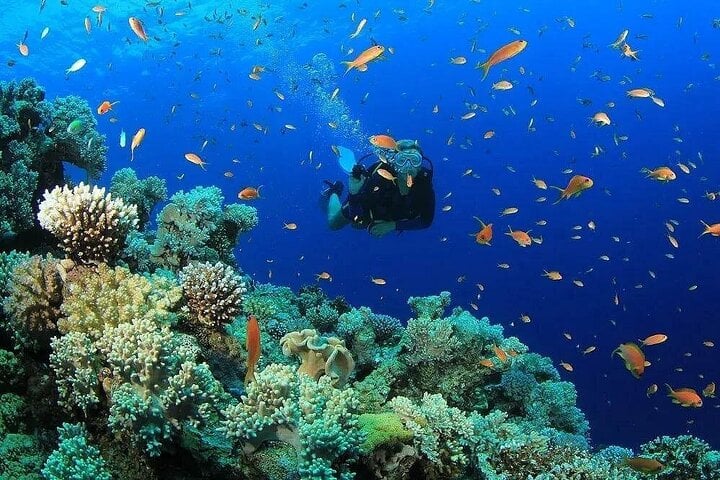 Scuba Diving and Snorkeling Trip in Side, photo 4