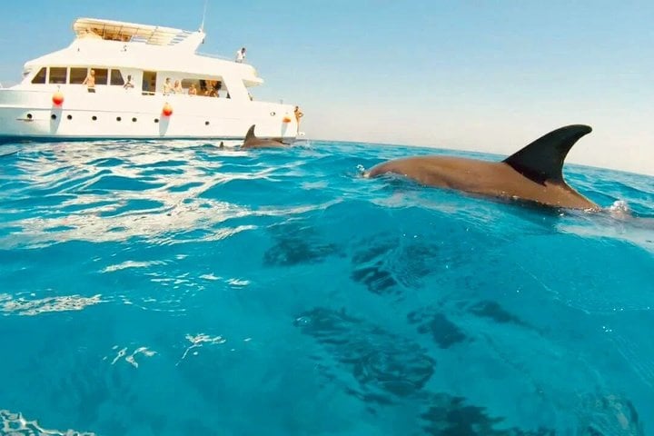 Dolphin House Snorkelling Day Trip by VIP Boat in Hurghada, photo 3