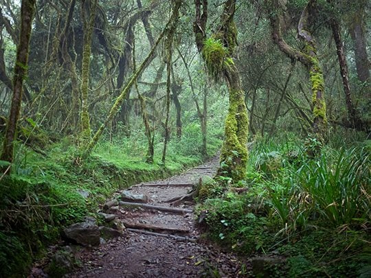 7 Day Kilimanjaro Climb via the Umbwe Route, photo 3