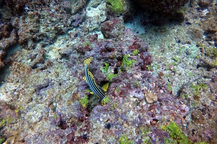 Small Group Snorkelling in Hikkaduwa: Guided Reef Tour, photo 3