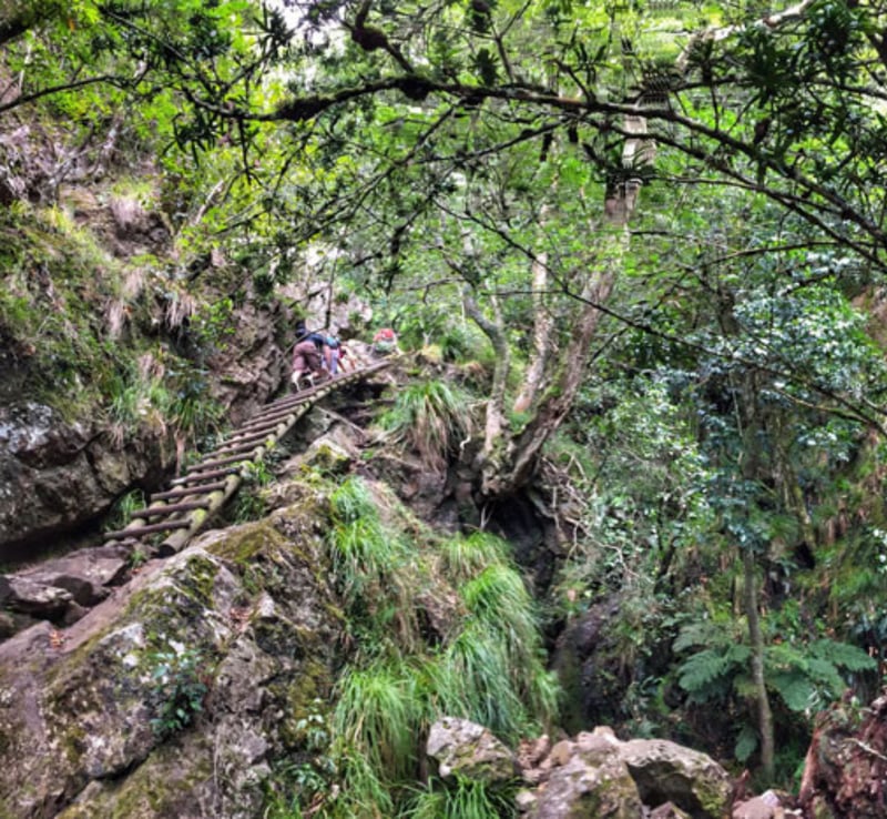Cecilia Forest to Kirstenbosch Hike on Table Mountain, photo 5