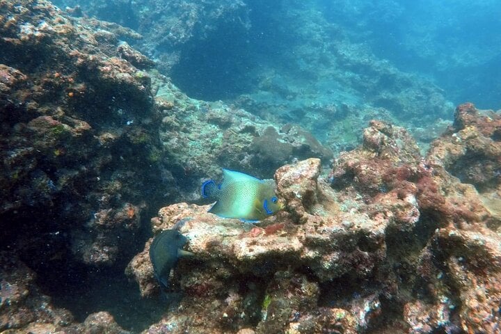 Scuba Diving in Negombo: Three Hour Guided Dive, photo 3