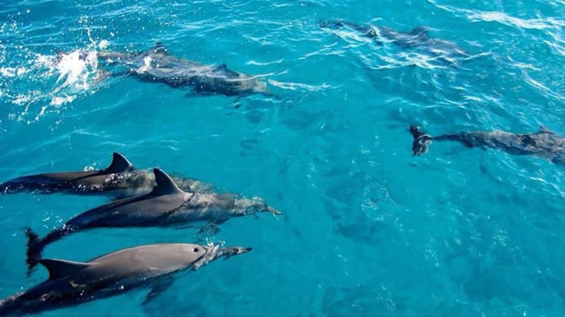 Snorkelling at Mnemba Island, Zanzibar, photo 4