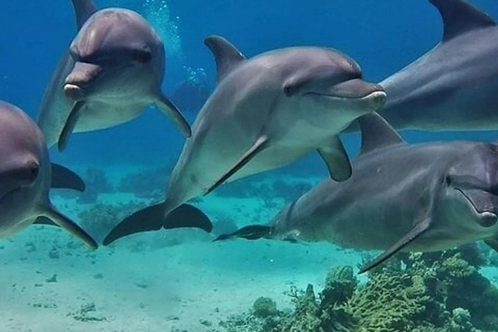 Dolphin House Snorkelling Day Trip by VIP Boat in Hurghada, photo 2