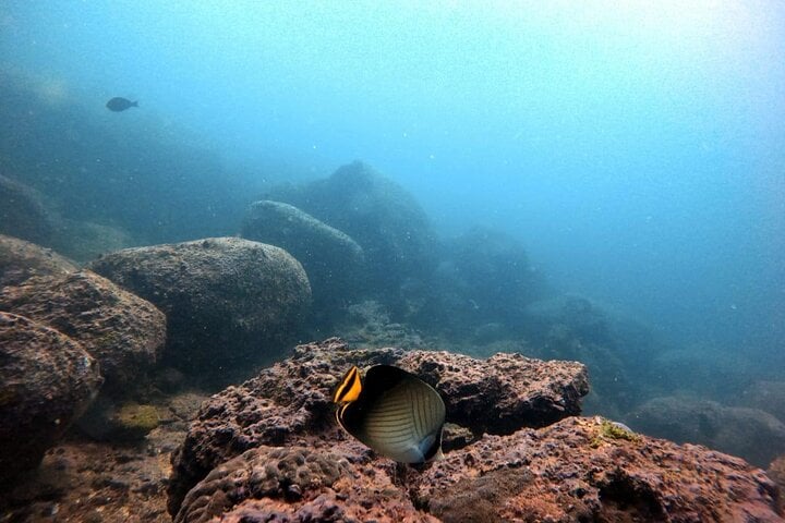 Scuba Diving in Hikkaduwa: Guided Reef and Wreck Dive, photo 3
