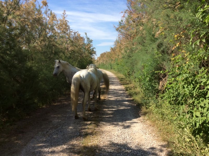 Boscoforte Nature Hike in Comacchio, photo 3
