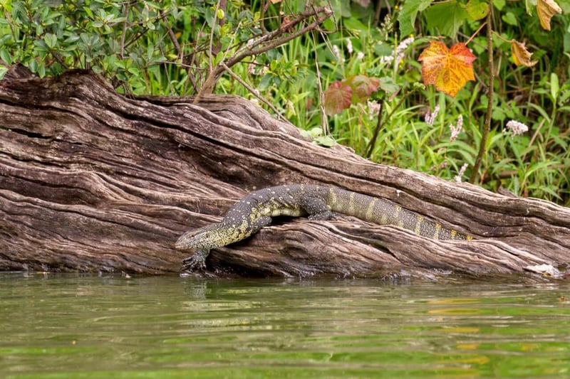 Lake Duluti Canoeing and Hiking Day Trip near Arusha, photo 5