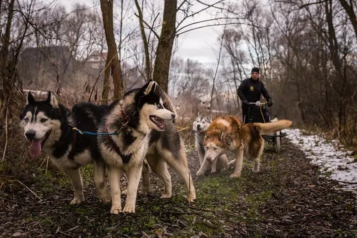 Full Dog Sled Ride with Transfer from Kraków, photo 3